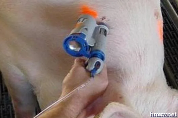 给猪打针的正确方法，耳根后方的颈侧可进行肌注