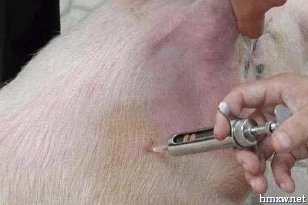 给猪打针的正确方法，耳根后方的颈侧可进行肌注