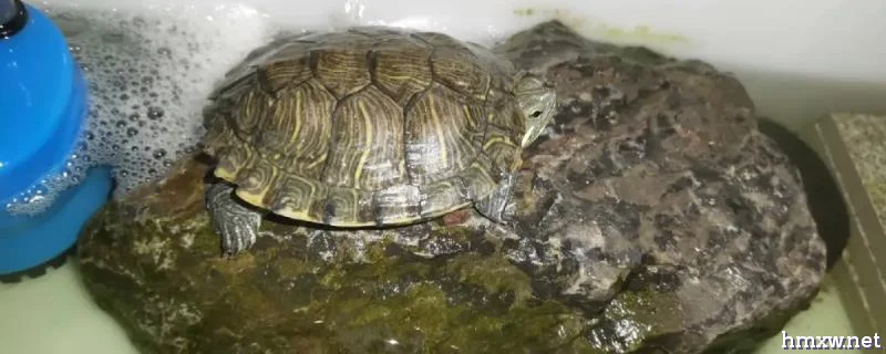 乌龟为什么不愿意下水，环境不适或疾病都有可能
