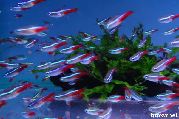 适合养红绿灯鱼的ph值，7.5微碱性性水质最佳