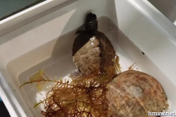 怎么养地图龟，饲养容器可选用水族箱