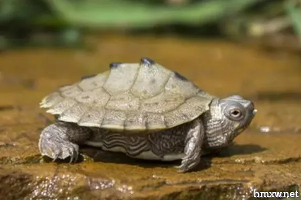 怎么养地图龟，饲养容器可选用水族箱
