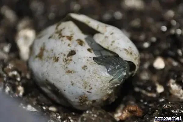 乌龟蛋的孵化方法，蛋面上可覆盖湿毛巾
