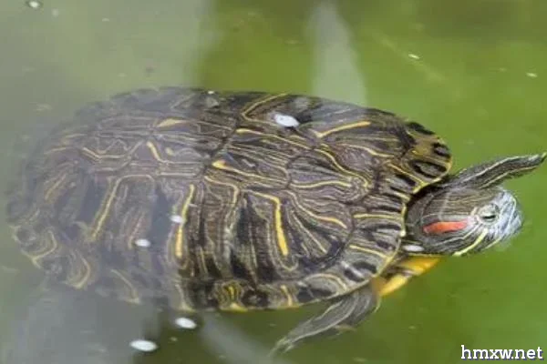 乌龟为什么不愿意下水，