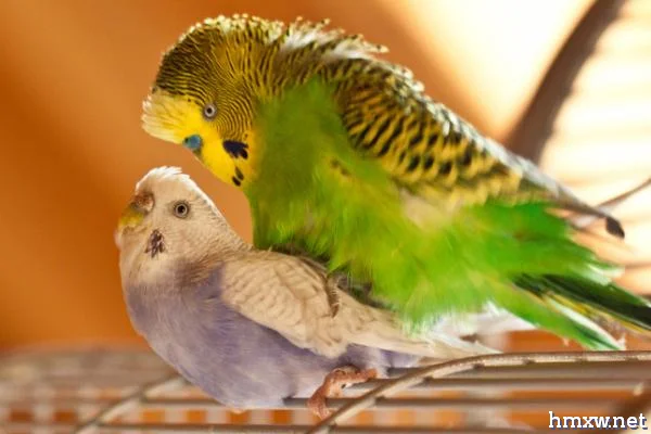 求偶时虎皮鹦鹉有何表现，雄鸟会通过“唱歌”吸引雌鸟