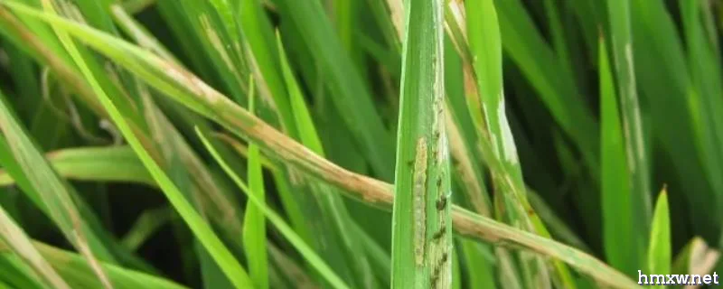 水稻白叶枯病用什么药防治，附什么是水稻白叶枯病