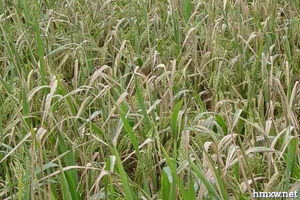 水稻白叶枯病用什么药防治，附什么是水稻白叶枯病