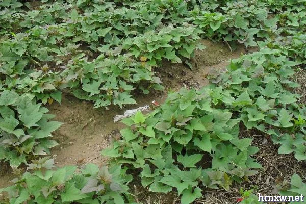 种植红薯对环境的要求，光照充足才能提高产量