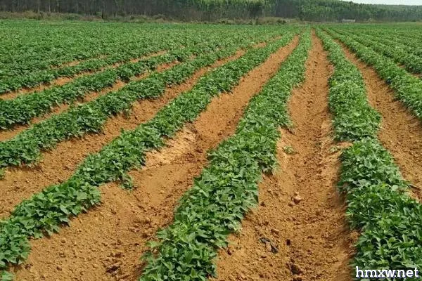 种植红薯对环境的要求，光照充足才能提高产量