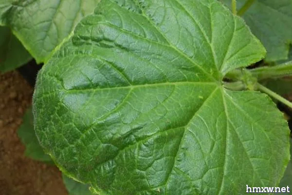 黄瓜缺素原因以及如何防治，针对缺素症状要补施对应的肥料