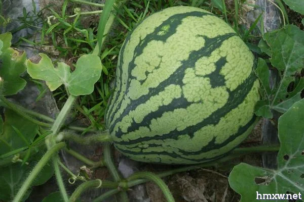 葫芦形西瓜产生的原因，畸形果直接影响产量