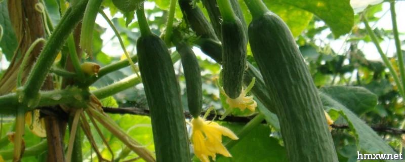 黄瓜什么时候开花，对水分的需求极大