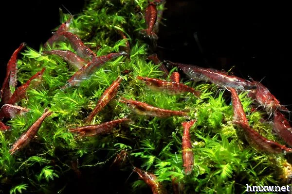 如何让樱花虾快速繁殖，饲养期间要提供充足营养