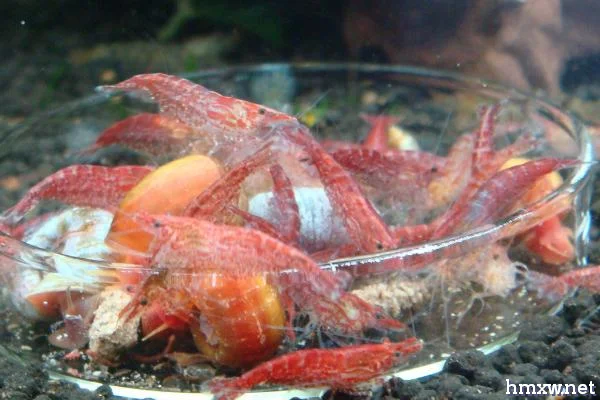 如何让樱花虾快速繁殖，饲养期间要提供充足营养