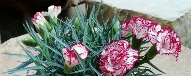 康乃馨和什么花搭配香