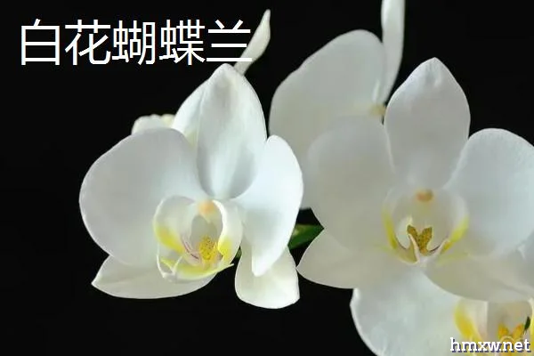 蝴蝶兰的花语，不同花色的花语不同