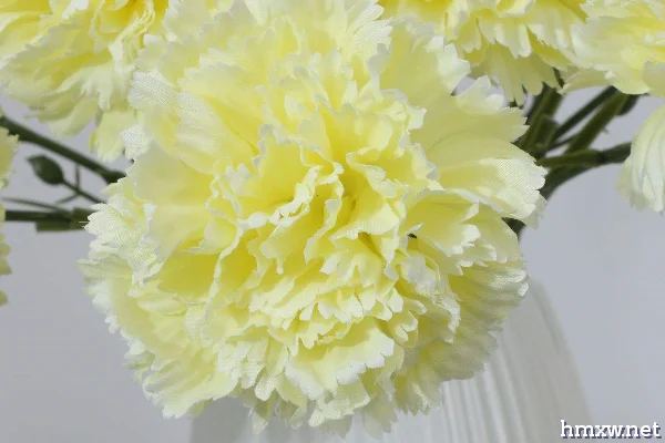 黄色康乃馨花语代表什么
