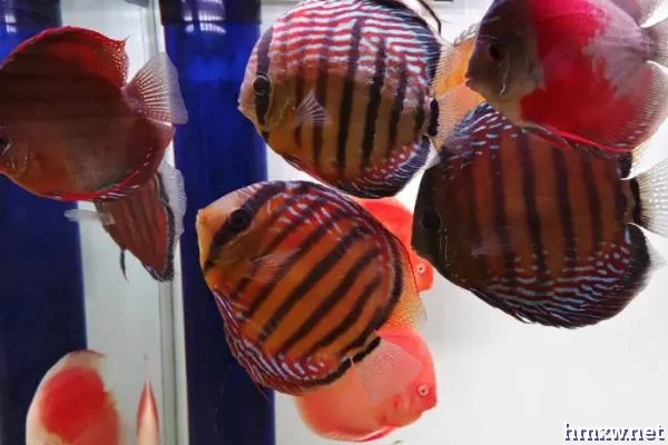 七彩神仙鱼一年的繁殖次数，条件适宜时最多可达到11次