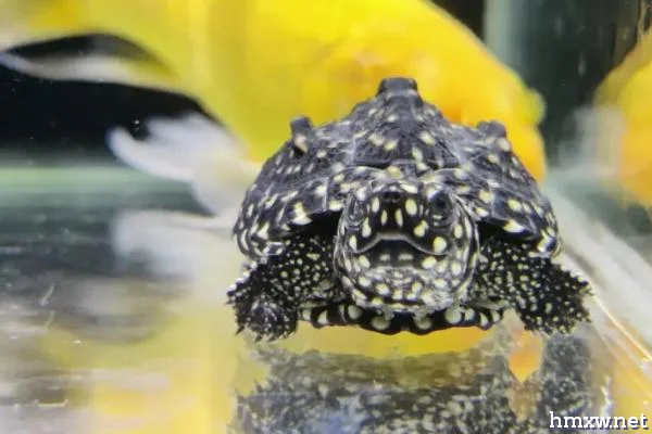 斑点池龟是保护动物吗，属于世界一级保护动物