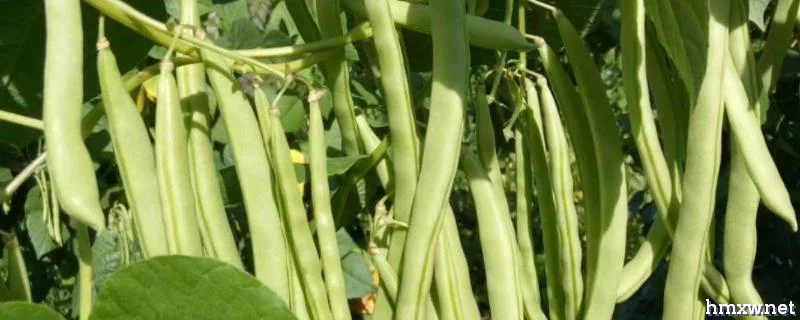四季豆丰产种植技术，根据气候选择合适品种