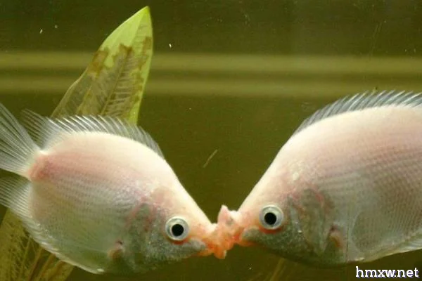 接吻鱼是什么鱼，属于杂食性的鱼类