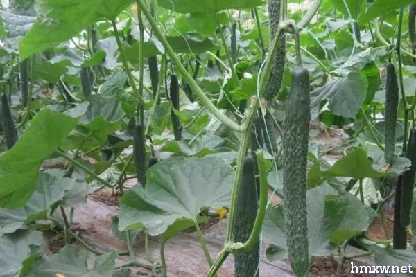 夏季怎么对小黄瓜浇水，定植时要将种植行浇透